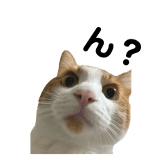 ringo_20250225220726