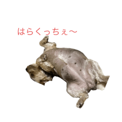 momo_20250226084653