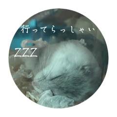 Nemophila_20250226092859