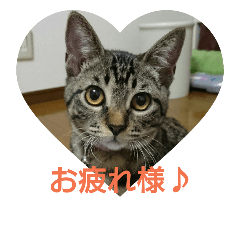 Uchi no Torachan