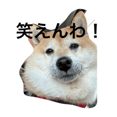 RYU_20250226134557