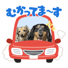 kurogoma_20250226133454