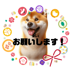 joji_dog