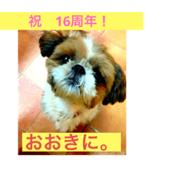 Shiro_20250225073812