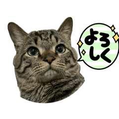 hachi_20250226004255