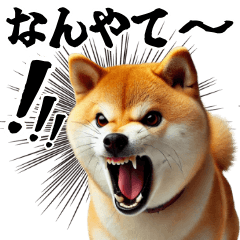 "Shiba Inu Kansai Dialect