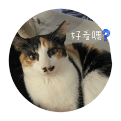 小胖花