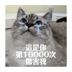 我叫Luna不是浣熊