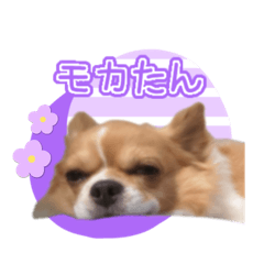 Moka'sStamp.