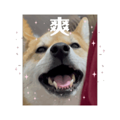 ！盧包狗勾！