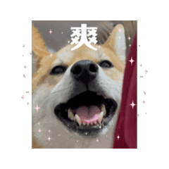 盧寶包