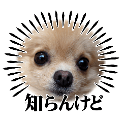 momo_20250226171036