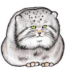 A somewhat arrogant Pallas's cat