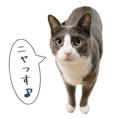 うちのねこ 灰白ハチワレ猫はち Line スタンプ Line Store