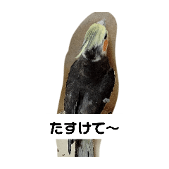 mii_20250226194912