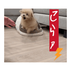 sakumaru_20250226153451