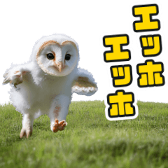 realistic Barn Owl sticker