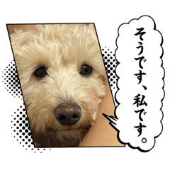 mao_20250226213724