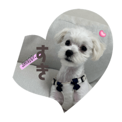 Seira_20250226211339