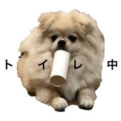 masajiro_20250227102916