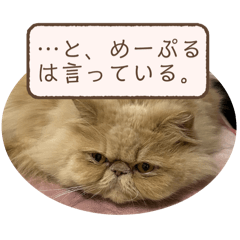 napi_20250227101842