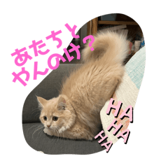 nono_20250226222429