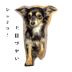 tomo_20250227010422