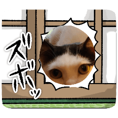hanabi_20250227114741