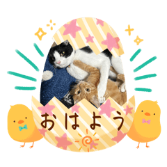 neko_20250227064252