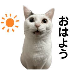 mochi_20250227124035
