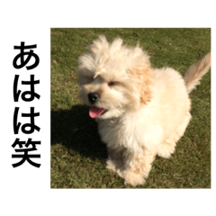 Pet dog3