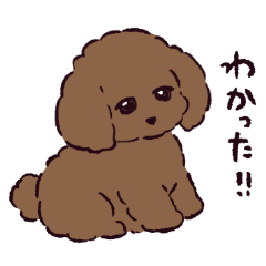 Toy Poodle!?