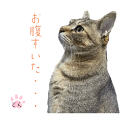 maki_20250227093100