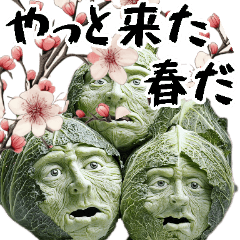 cabbage that make you feel spring