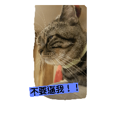 cute cat brothers