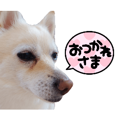 haru-haru-haru