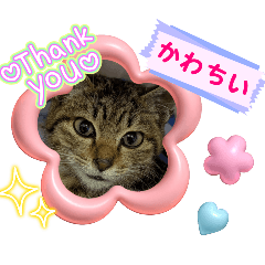 てろんのにゃんコたち♡