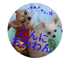 Chihuahua's Ryoma and Momojiro.