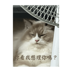 明molly 的心聲