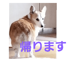 コーギー犬スモモの日常　2