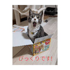 mogu_20250227201051