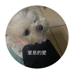 笨蛋迪