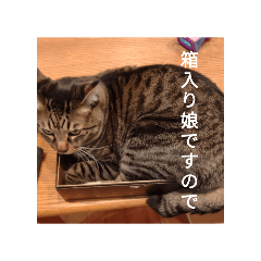 hello_20250228073206
