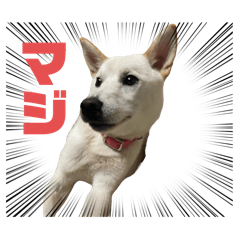 pom_20250227162534