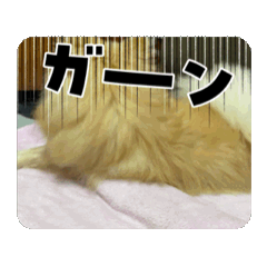Maruko_20250227174547