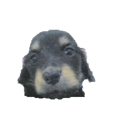 kitty_20250227181110