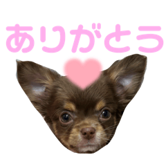 kaho_20250227170924
