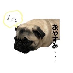 daily conversation pug.