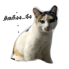 Pookpick cat