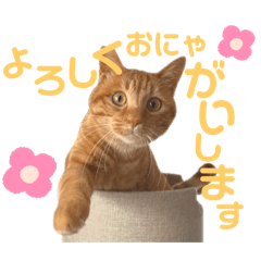nagi_20250227174420